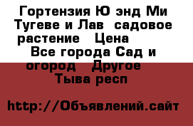 Гортензия Ю энд Ми Тугеве и Лав, садовое растение › Цена ­ 550 - Все города Сад и огород » Другое   . Тыва респ.